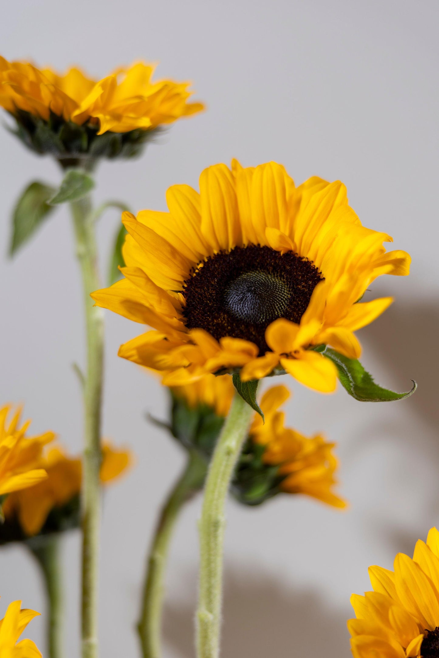 Vase of Sunshine